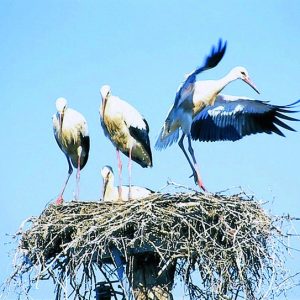 FKK-Urlaub Terme Banovci Slowenien - Storchennest