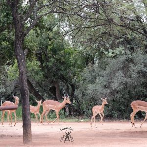 FKK-Urlaub mit Miramare Reisen - SunEden Südafrika Impalas im Resort