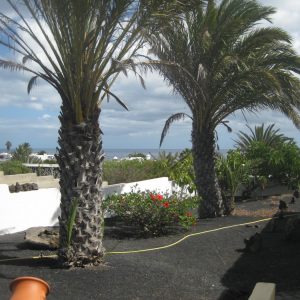 Miramare Reisen - FKK-Urlaub Villa Blanca Charco del Palo Lanzarote - Palmen