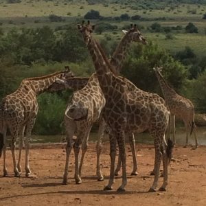 FKK-Urlaub SunEden Pretoria Südafrika - Giraffen