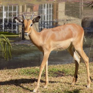 FKK-Urlaub SunEden Pretoria Südafrika - Impala