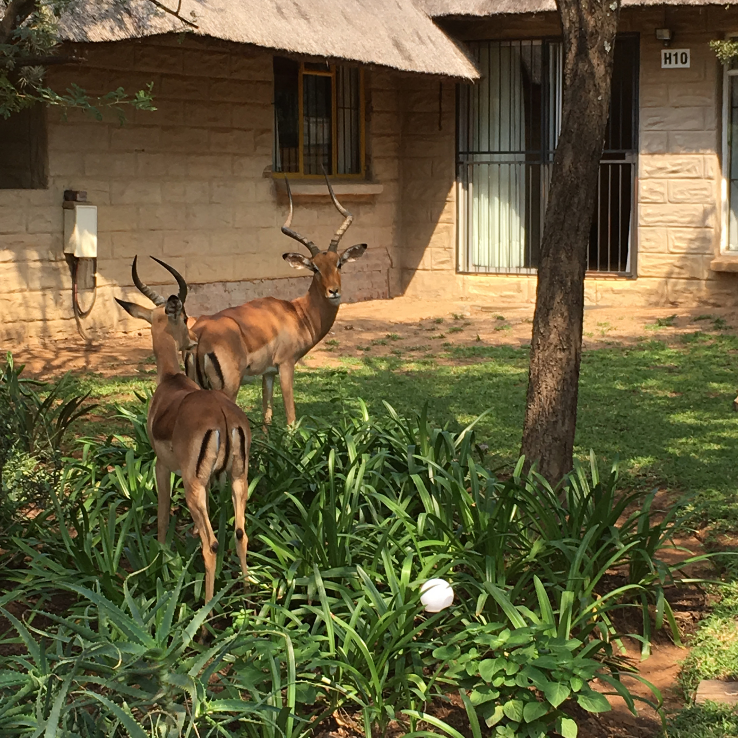 FKK-Urlaub SunEden Pretoria Südafrika - Impalas an der Terrasse
