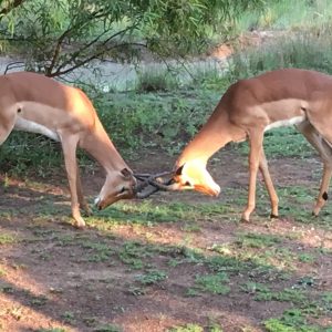 FKK-Urlaub SunEden Pretoria Südafrika - kämpfende Impalas