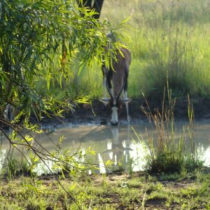 FKK-Urlaub SunEden Pretoria Südafrika - Blessbock am Wasserloch