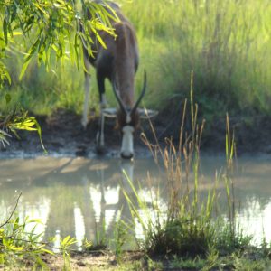 FKK-Urlaub SunEden Pretoria Südafrika - Blessbock am Wasserloch