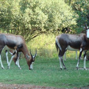 FKK-Urlaub SunEden Pretoria Südafrika - Blessböcke