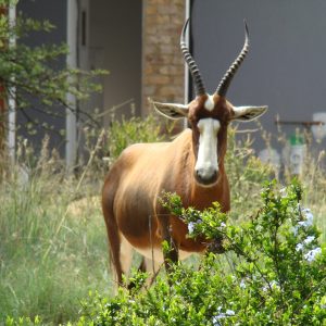 FKK-Urlaub SunEden Pretoria Südafrika - Blessbock vorm Haus