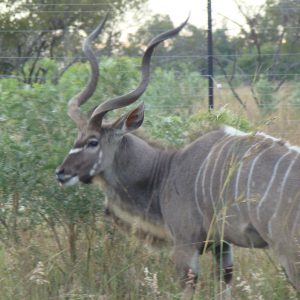 FKK-Urlaub SunEden Pretoria Südafrika - Kudu