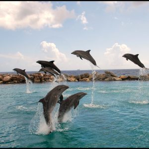FKK-Urlaub The Natural Curaçao Karibik - springende Delphine