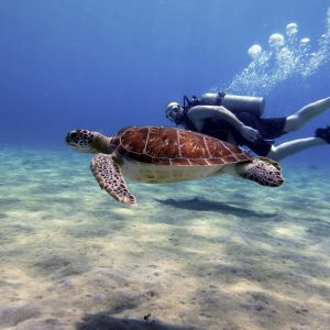 FKK-Urlaub The Natural Curaçao Karibik - Taucher und Schildkröte
