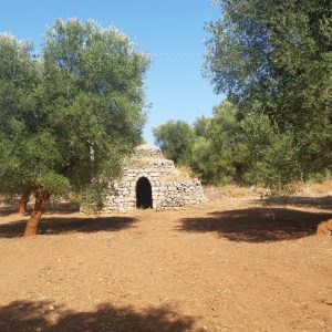 FKK-Urlaub Grottamiranda Apulien Italien - Olivenbäume