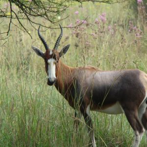 Miramare Reisen - FKK-Rundreisen Südafrika - Blessboek