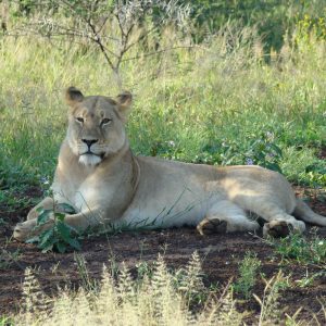 Miramare Reisen - FKK-Rundreisen Südafrika - Löwin bei Safari