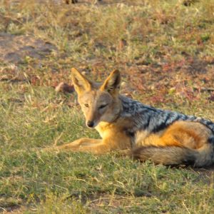 FKK Single-Reise 2018 Südafrika - Goldschakal im DInokeng Game Park