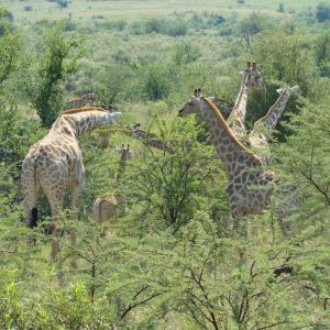 FKK Single-Reise 2018 Südafrika - Game Drive Giraffen