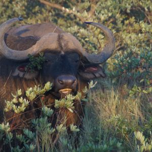 Miramare Reisen - FKK-Rundreisen Südafrika - Wasserbüffel im Dinokeng