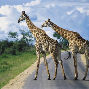 Miramare Reisen - FKK-Rundreisen Südafrika - Giraffen auf der Straße
