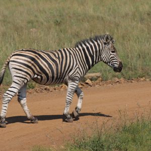 Miramare Reisen - FKK-Rundreisen Südafrika - Zebra