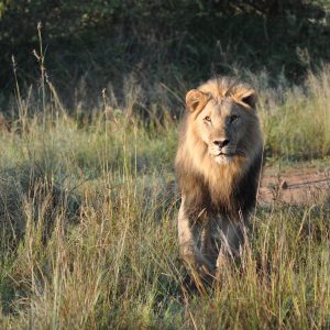 Miramare Reisen - FKK-Rundreisen Südafrika - Löwe in Pilanesberg