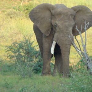 Südafrika Rundreise: FKK-Urlaub - Elefant in Pilansberg