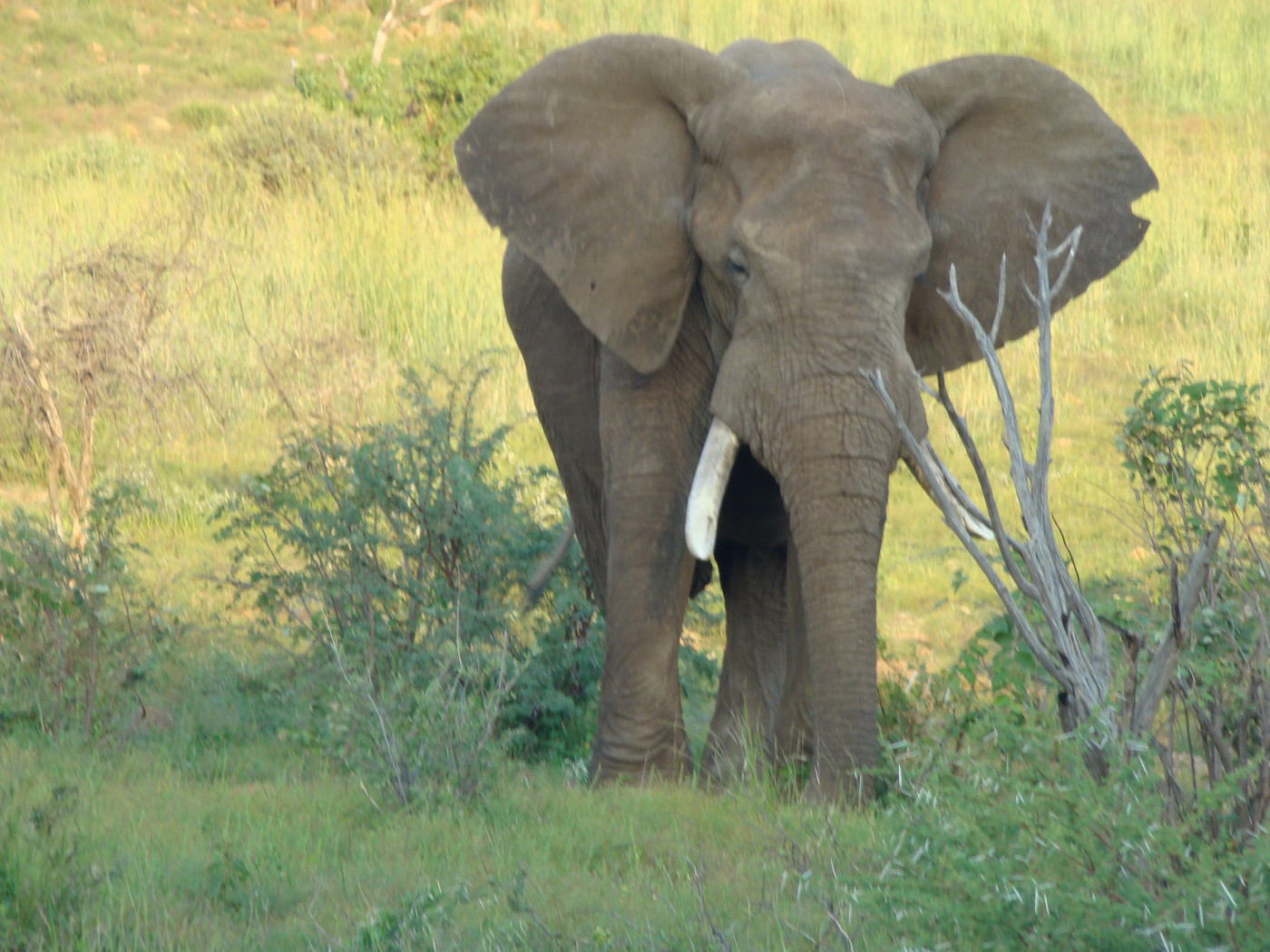 Südafrika Rundreise: FKK-Urlaub - Elefant in Pilansberg