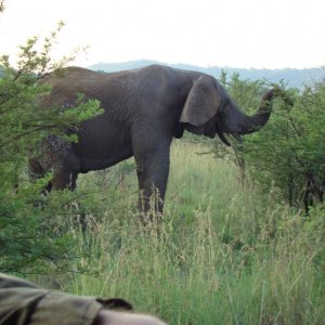 Südafrika Rundreise: FKK-Urlaub - Pilansberg Elefant 2