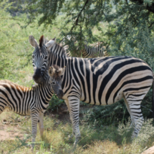 FKK Südafrika mit MIRAMARE REISEN