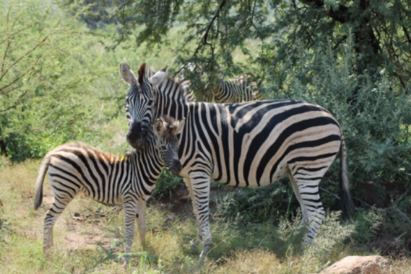 FKK Südafrika mit MIRAMARE REISEN