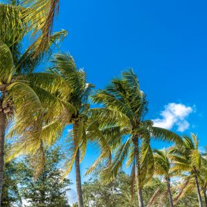 FKK Urlaub Florida - Header