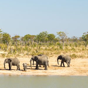 FKK Single-Reise 2025 Südafrika - Elefantenherde
