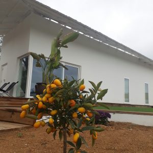 FKK Vilapura - FKK Urlaub in Portugal - Orangen am Haus