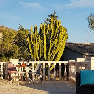FKK-Urlaub in Spanien an der Costa Blanca mit Miramare Reisen - Lavinia Naturist Resort - Schwimmbad