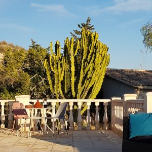 FKK-Urlaub in Spanien an der Costa Blanca mit Miramare Reisen - Lavinia Naturist Resort - Schwimmbad