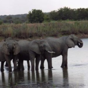 Südafrika Rundreise mit FKK-Zwischenstopps - Elefanten im Fluss