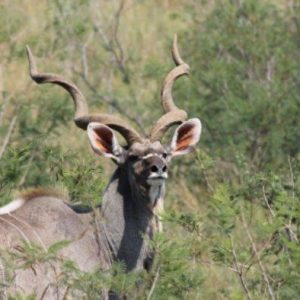 Südafrika Rundreise mit FKK-Zwischenstopps - Kudu