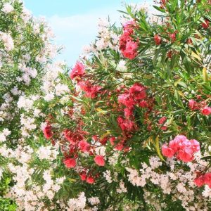 FKK-Urlaub mit Miramare Reisen - FKK Grottamiranda Italien/Apulien Oleander im Garten