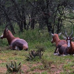 FKK Urlaub mit MIRAMARE REISEN - FKK-Rundreise Südafrika Blesböcke