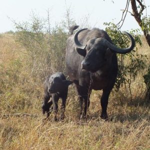 FKK Urlaub mit MIRAMARE REISEN - FKK-Rundreise Südafrika Büffel im Kruger National Park