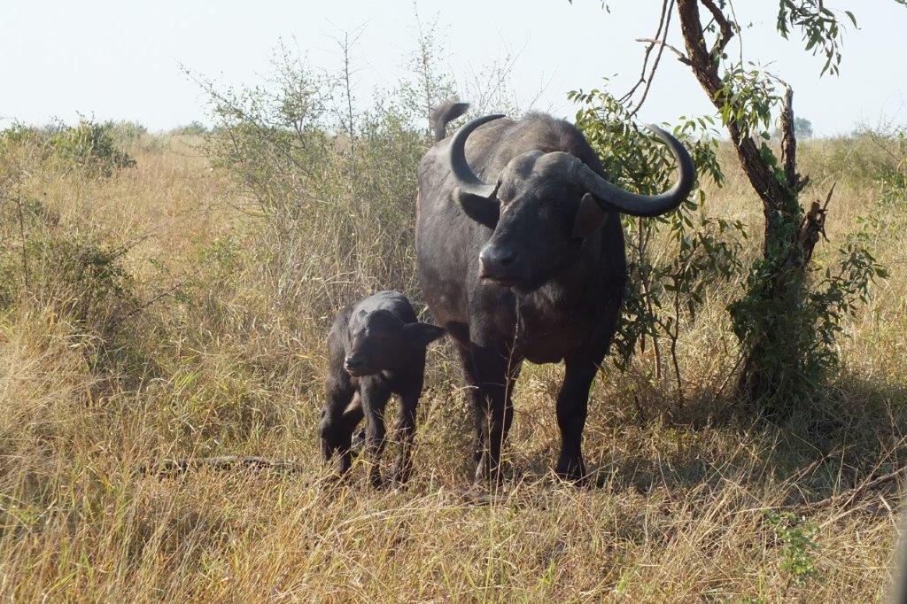 FKK Urlaub mit MIRAMARE REISEN - FKK-Rundreise Südafrika Büffel im Kruger National Park