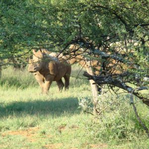 FKK Urlaub mit MIRAMARE REISEN - FKK-Rundreise Südafrika Rhinos