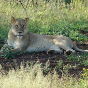 FKK Urlaub mit MIRAMARE REISEN - FKK-Rundreise Südafrika Löwe