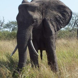 FKK Urlaub mit MIRAMARE REISEN - FKK-Rundreise Südafrika Elefant im Kruger National Park