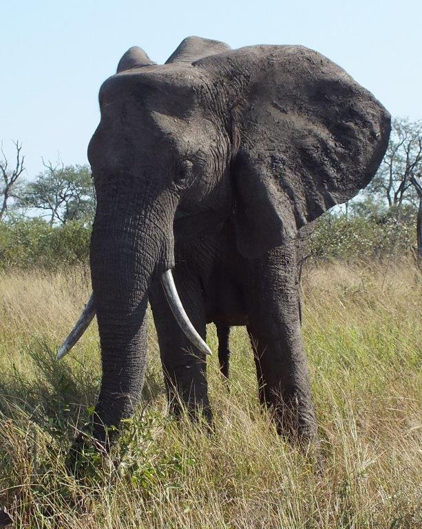 FKK Urlaub mit MIRAMARE REISEN - FKK-Rundreise Südafrika Elefant im Kruger National Park