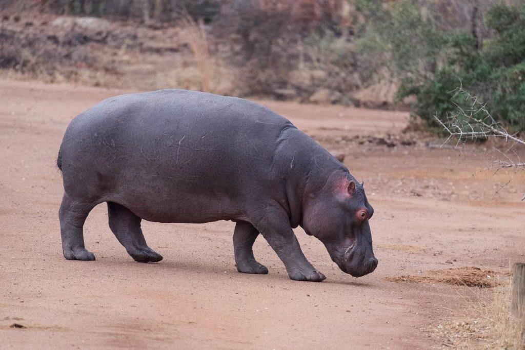 FKK Urlaub mit MIRAMARE REISEN - FKK-Rundreise Südafrika Hippo in Pilanesberg National Park