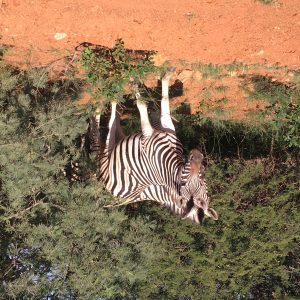 FKK Urlaub mit MIRAMARE REISEN - FKK-Rundreise Südafrika Zebra