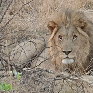 FKK Urlaub mit MIRAMARE REISEN - FKK-Rundreise Südafrika Löwe im Kruger National Park