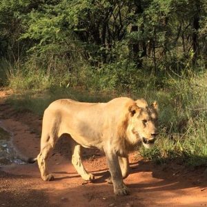 FKK Urlaub mit MIRAMARE REISEN - FKK-Rundreise Südafrika Löwe im Kruger National Park