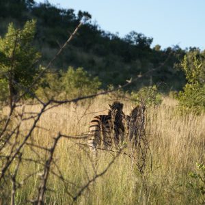 FKK-Rundreisen mit MIRAMARE REISEN Südafrika