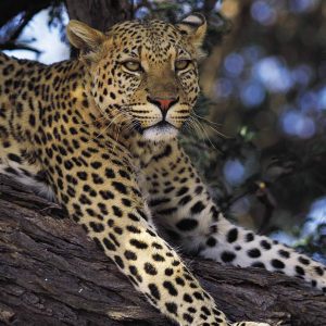 Big Five Gruppenreise mit MIRAMARE REISEN in Südafrika