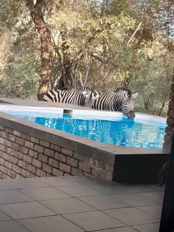 FKK Urlaub mit MIRAMARE REISEN - FKK-Rundreise Südafrika - Marloth Park